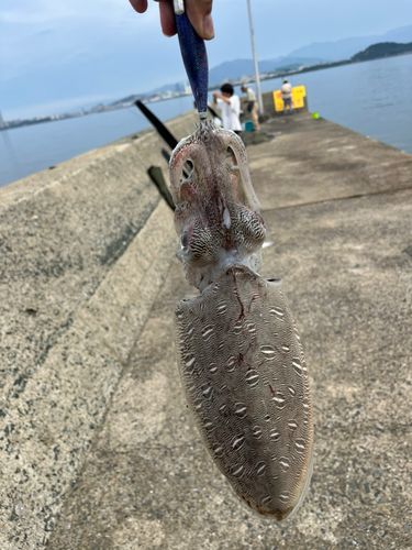 コウイカの釣果