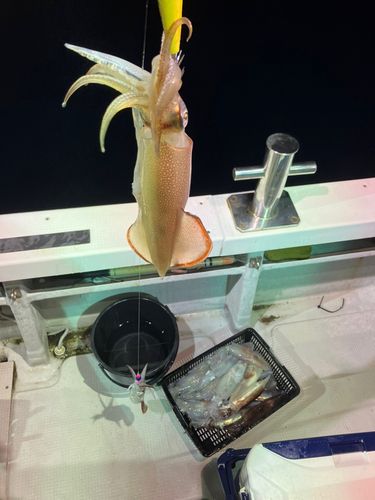 ケンサキイカの釣果