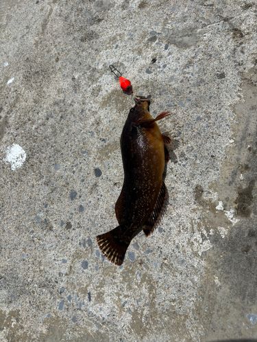 アイナメの釣果