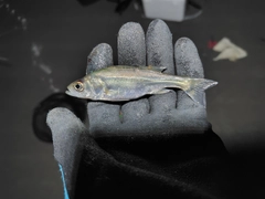 セイゴ（マルスズキ）の釣果