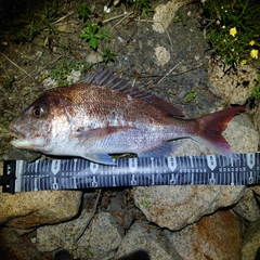 マダイの釣果