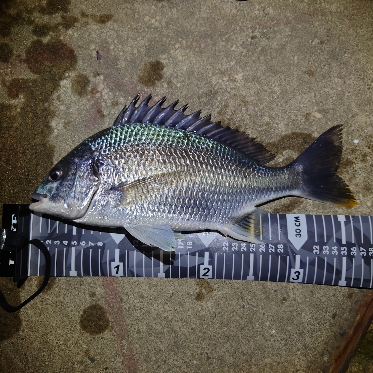 SHIMANO 22ソアレ SS S86ML-Sの最安値・インプレ・釣果 | 本音の