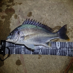 キビレの釣果