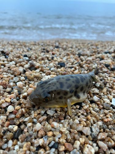 アカメフグの釣果