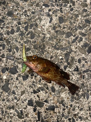 カサゴの釣果