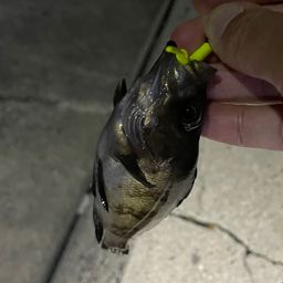 メバル