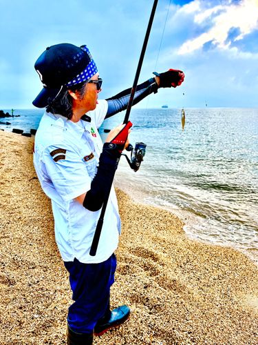 シロギスの釣果