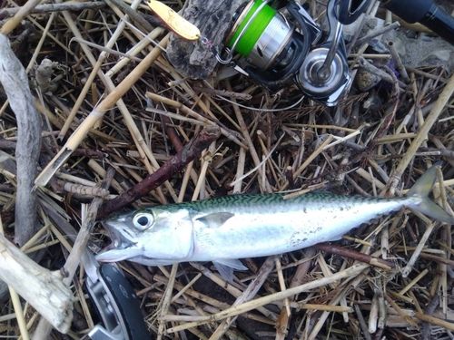 サバの釣果