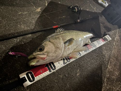 シーバスの釣果