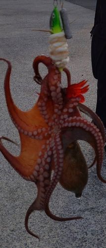 タコの釣果