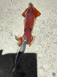 ケンサキイカの釣果