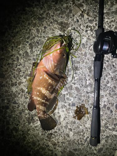 キジハタの釣果