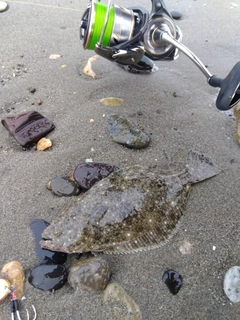 ヒラメの釣果