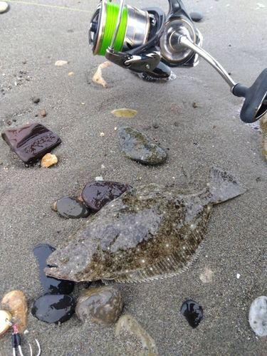 ヒラメの釣果