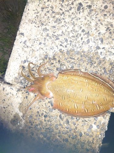 コウイカの釣果