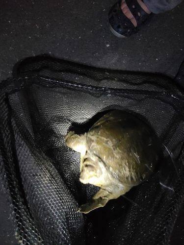 ウナギの釣果