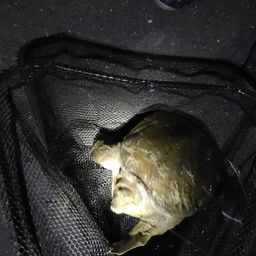 ウナギ