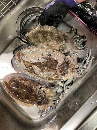 モンゴウイカの釣果