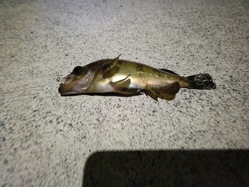 アオアジの釣果