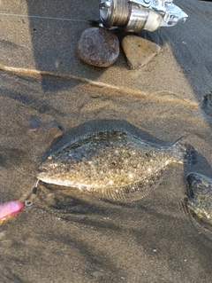 ヒラメの釣果