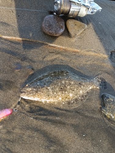 ヒラメの釣果