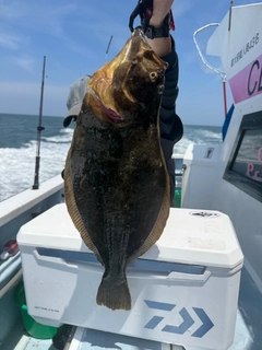 ヒラメの釣果