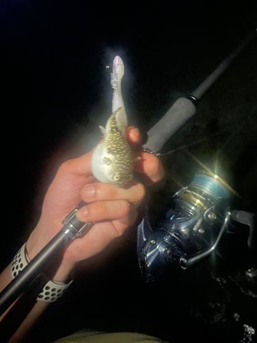 クサフグの釣果