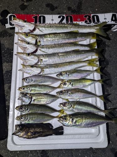 マアジの釣果