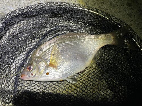 ウミタナゴの釣果