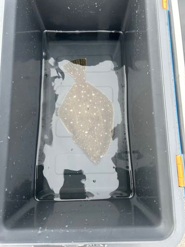 イシモチの釣果