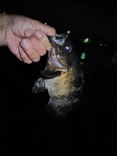クロメバルの釣果