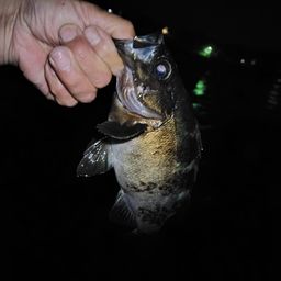 クロメバル