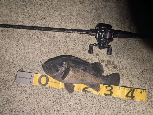 クロソイの釣果