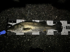 マルスズキの釣果