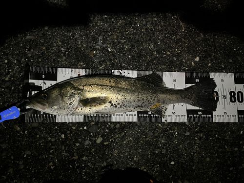 マルスズキの釣果