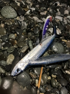 トビウオの釣果