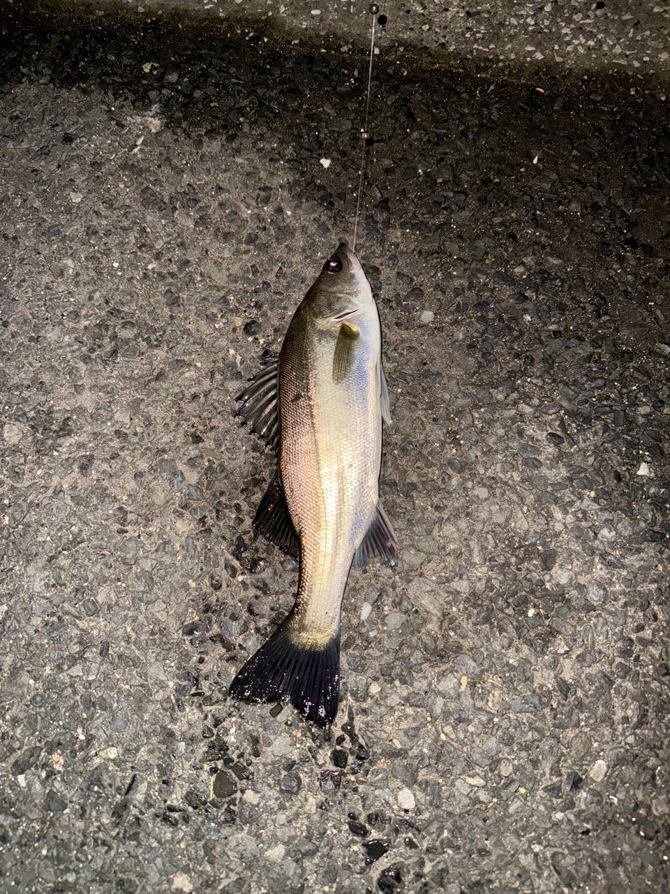 フッコ（ヒラスズキ）