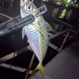 アジ