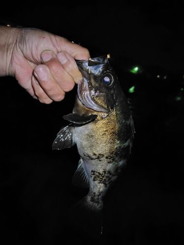 クロメバルの釣果
