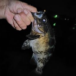 クロメバル