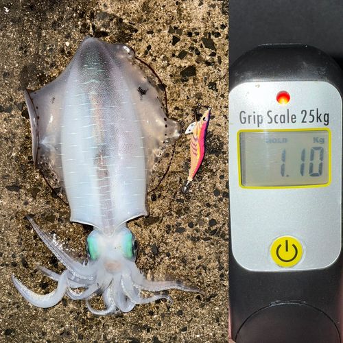 アオリイカの釣果