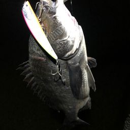 チヌ