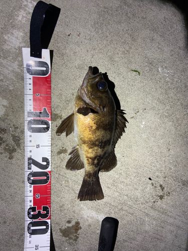 メバルの釣果