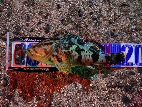 タケノコメバルの釣果