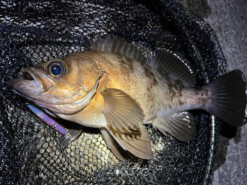 シロメバルの釣果
