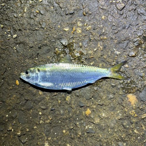 サッパの釣果