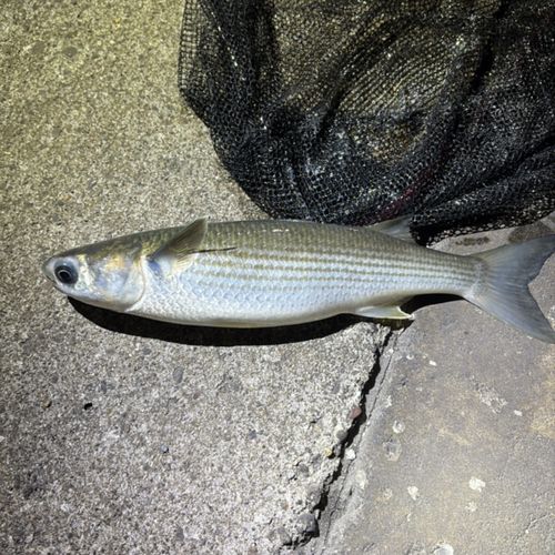 ボラの釣果