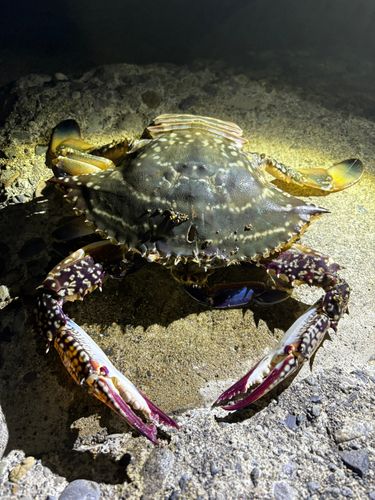 カニの釣果