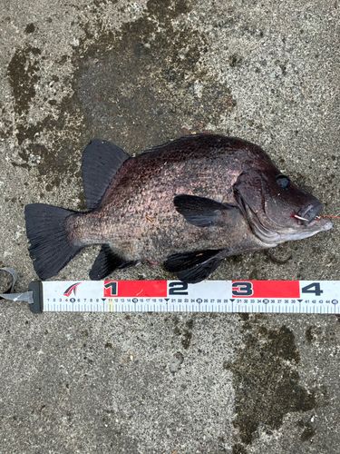 ヒゲダイの釣果