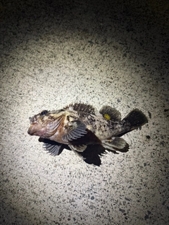 オウゴンムラソイの釣果